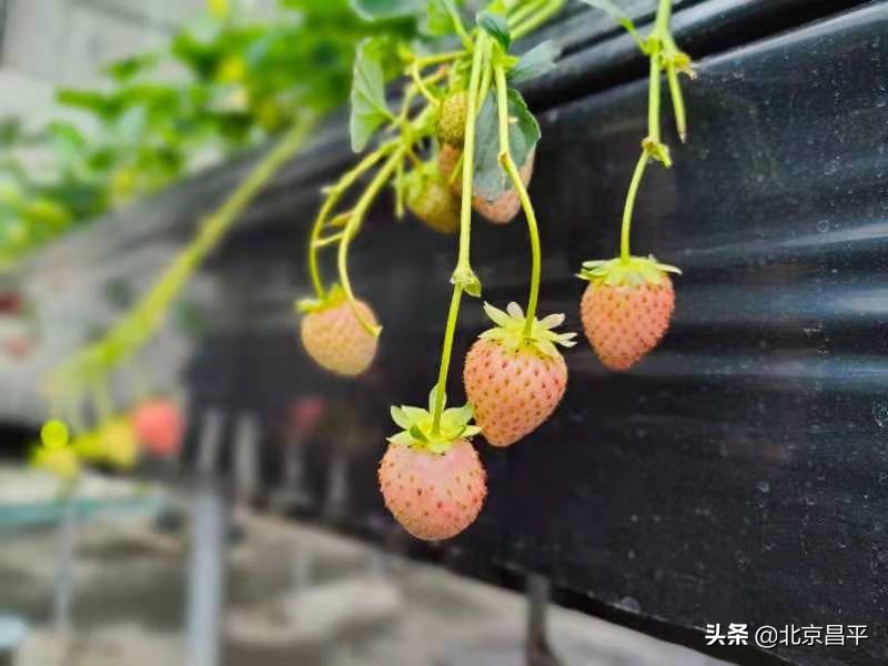 昌平区引进试种86个草莓品种！@昌平人，你心动了“莓”？