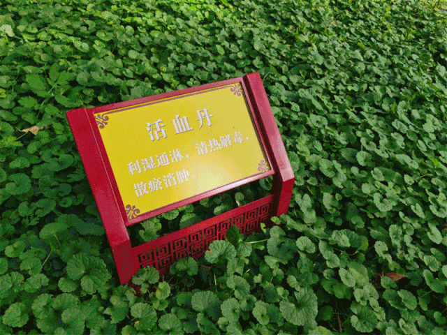 今天开幕！一起来感受中医药的魅力