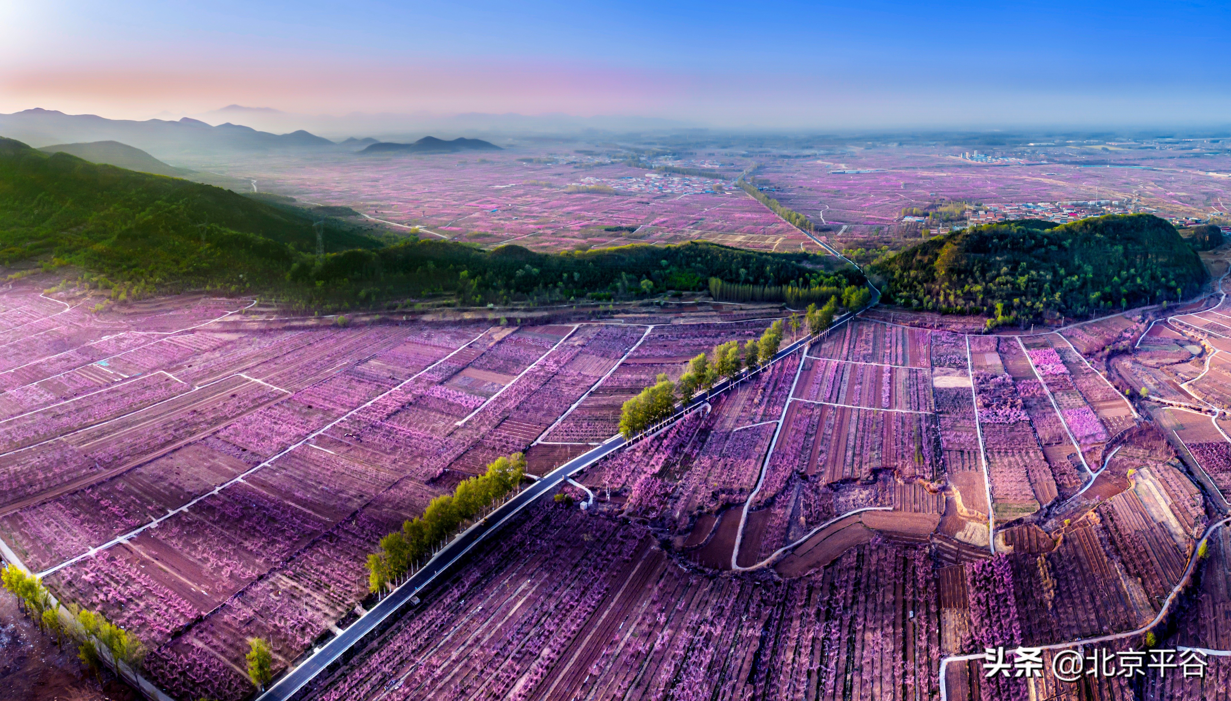 平谷携手阿里巴巴 世界级景观平谷桃花海云上绽放