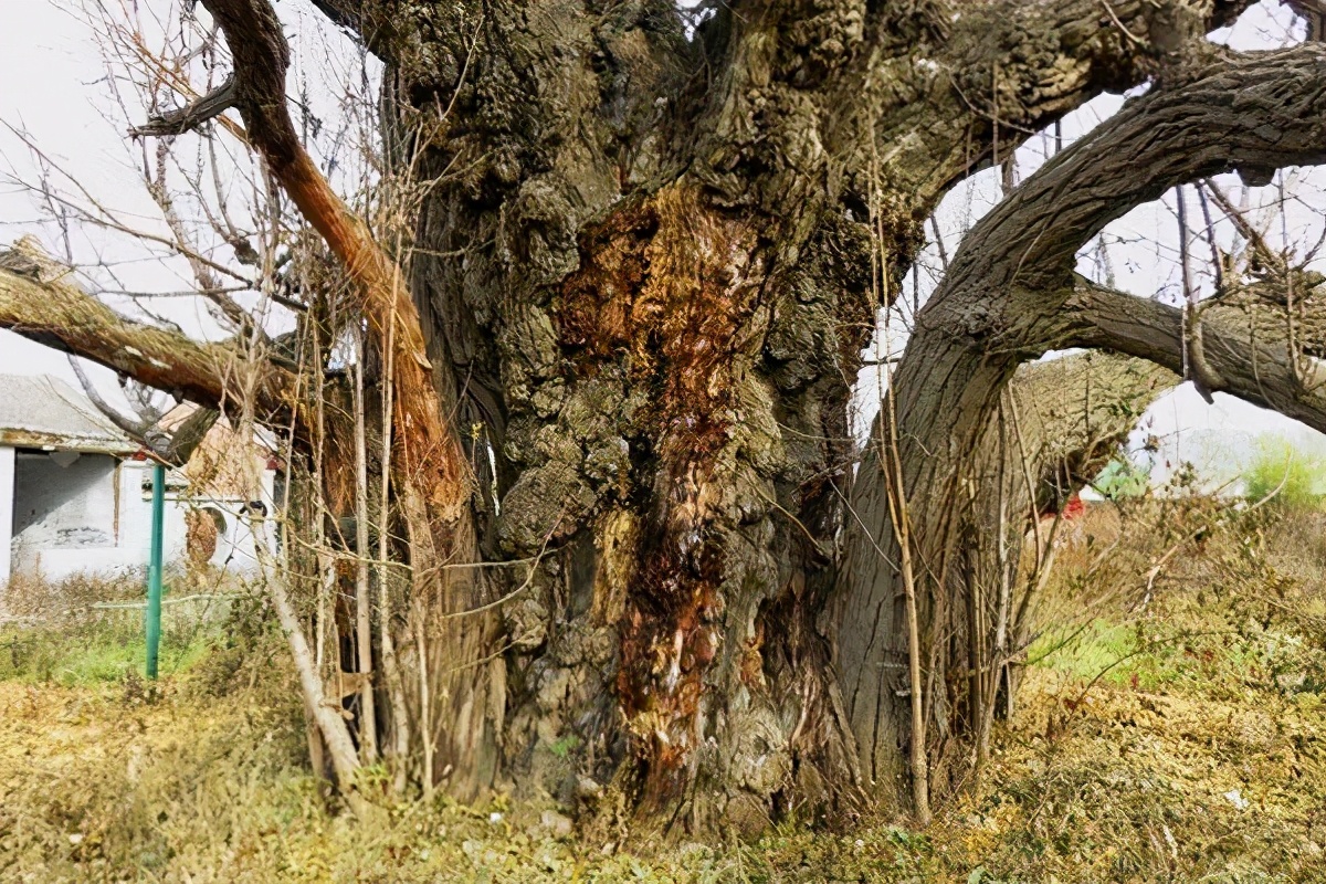 密云区巨各庄镇：千年银杏王 情牵古与今