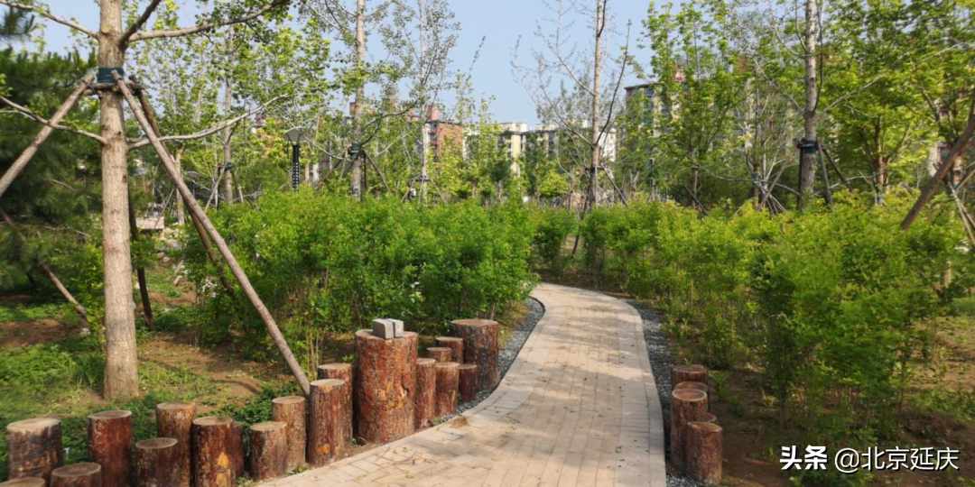 好消息！延庆新添一个森林公园 现已正式开放