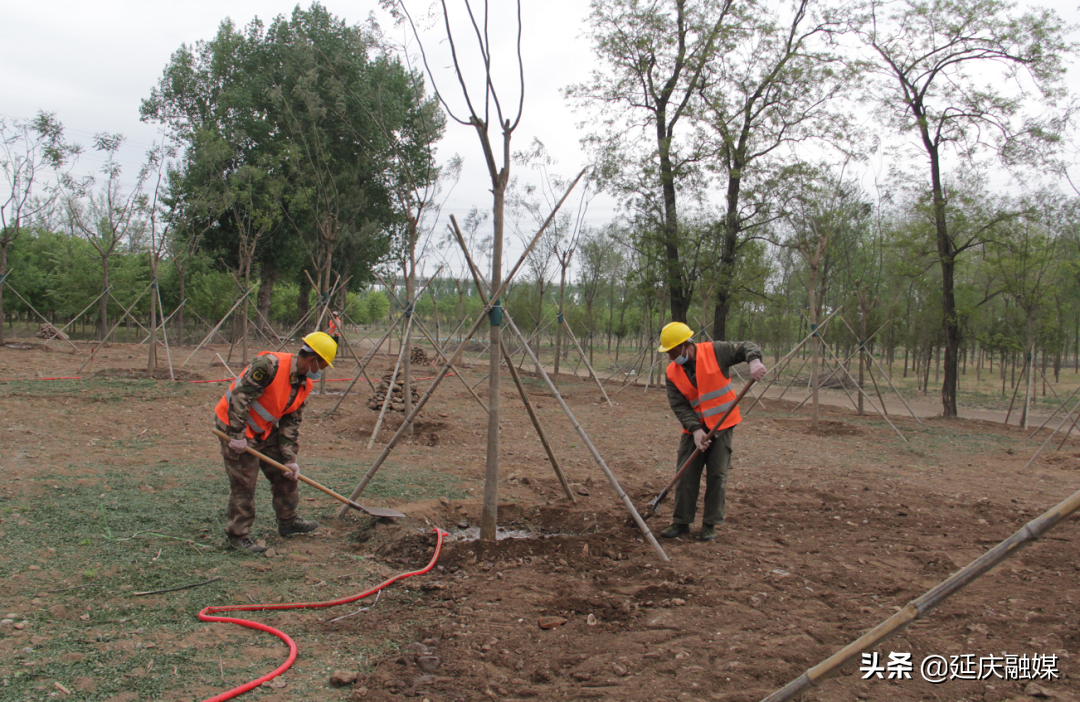 7900余亩造林开启！延庆又要添新绿～