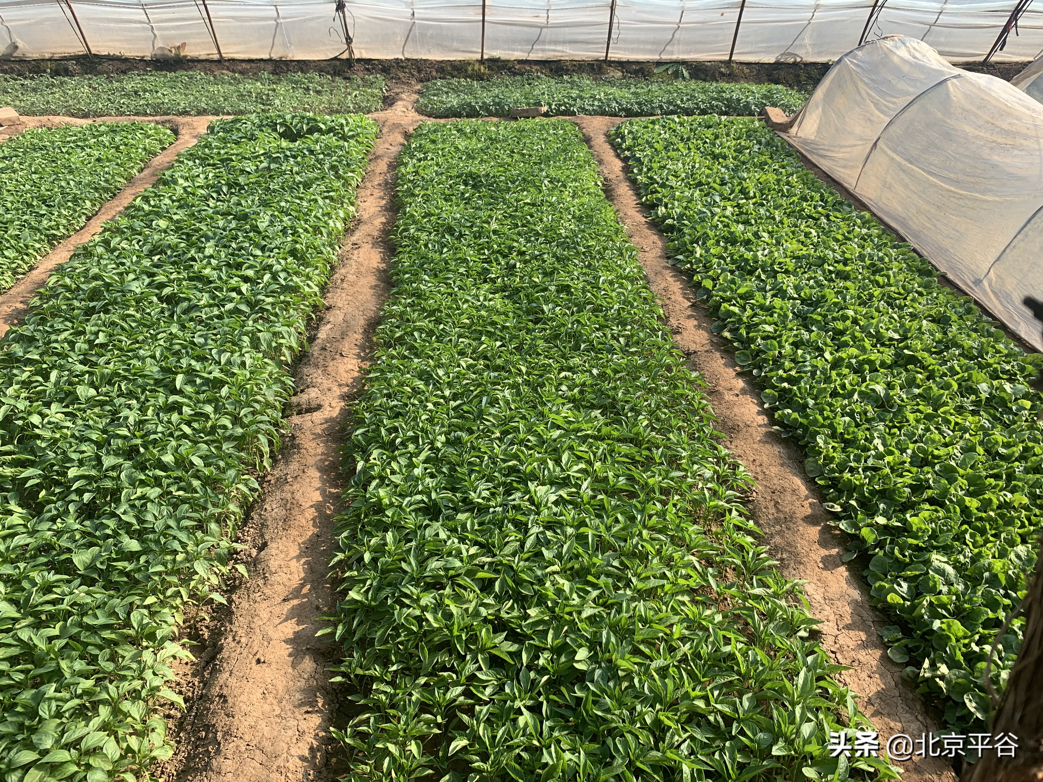 平谷夏各庄镇“友善”秧苗让“西红柿”成为共同致富果