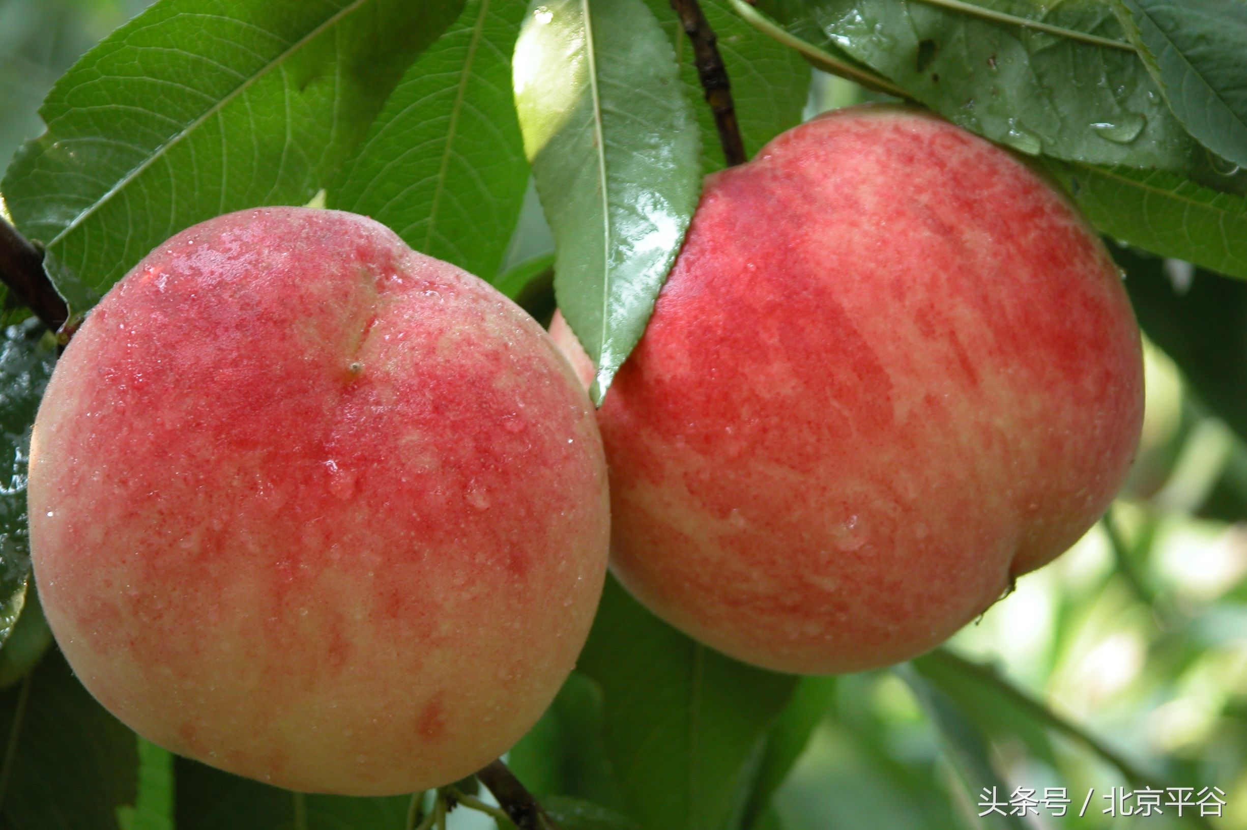 北京平谷刘家店30条评出果农诚信之星