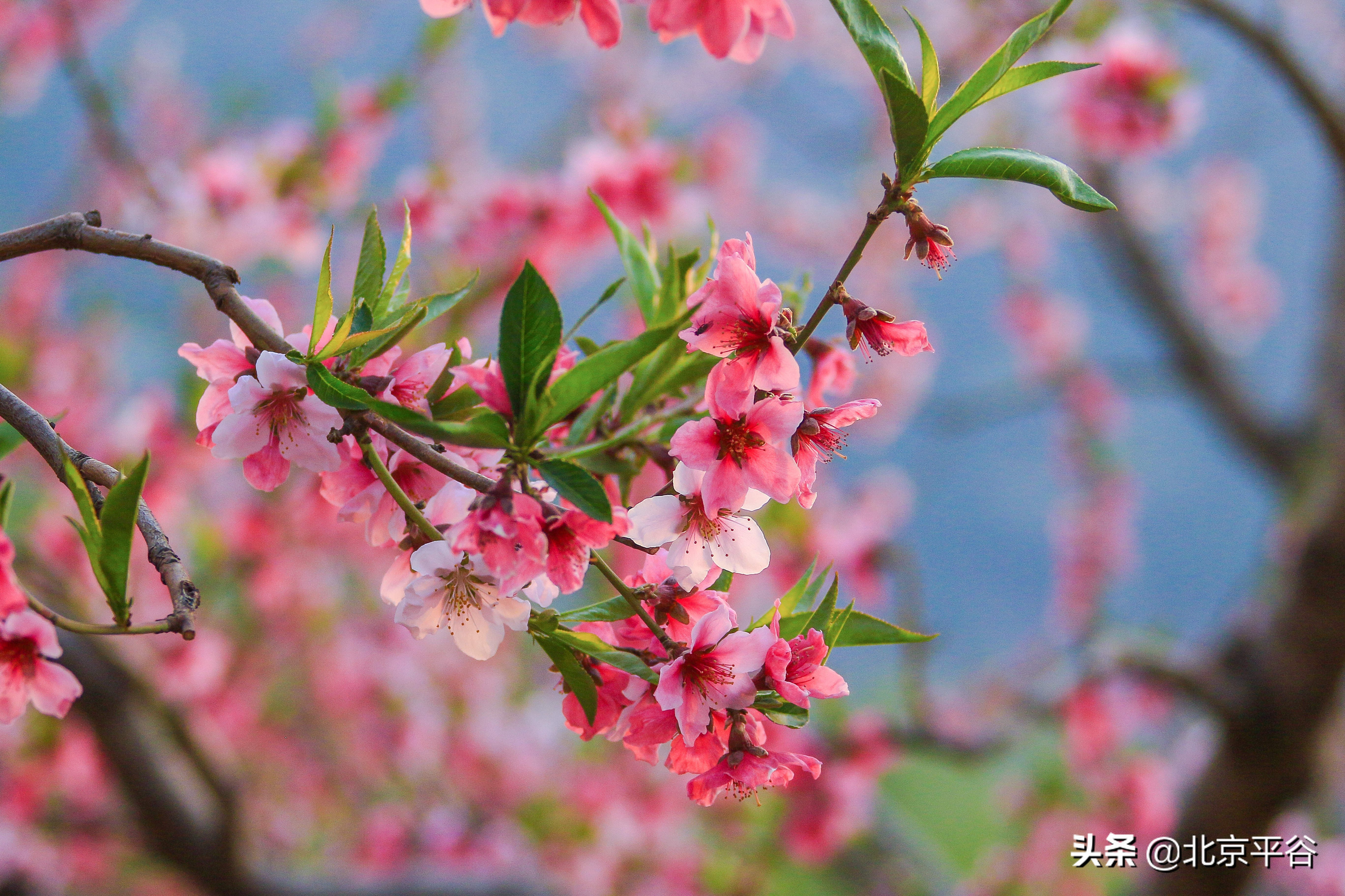 平谷携手阿里巴巴 世界级景观平谷桃花海云上绽放