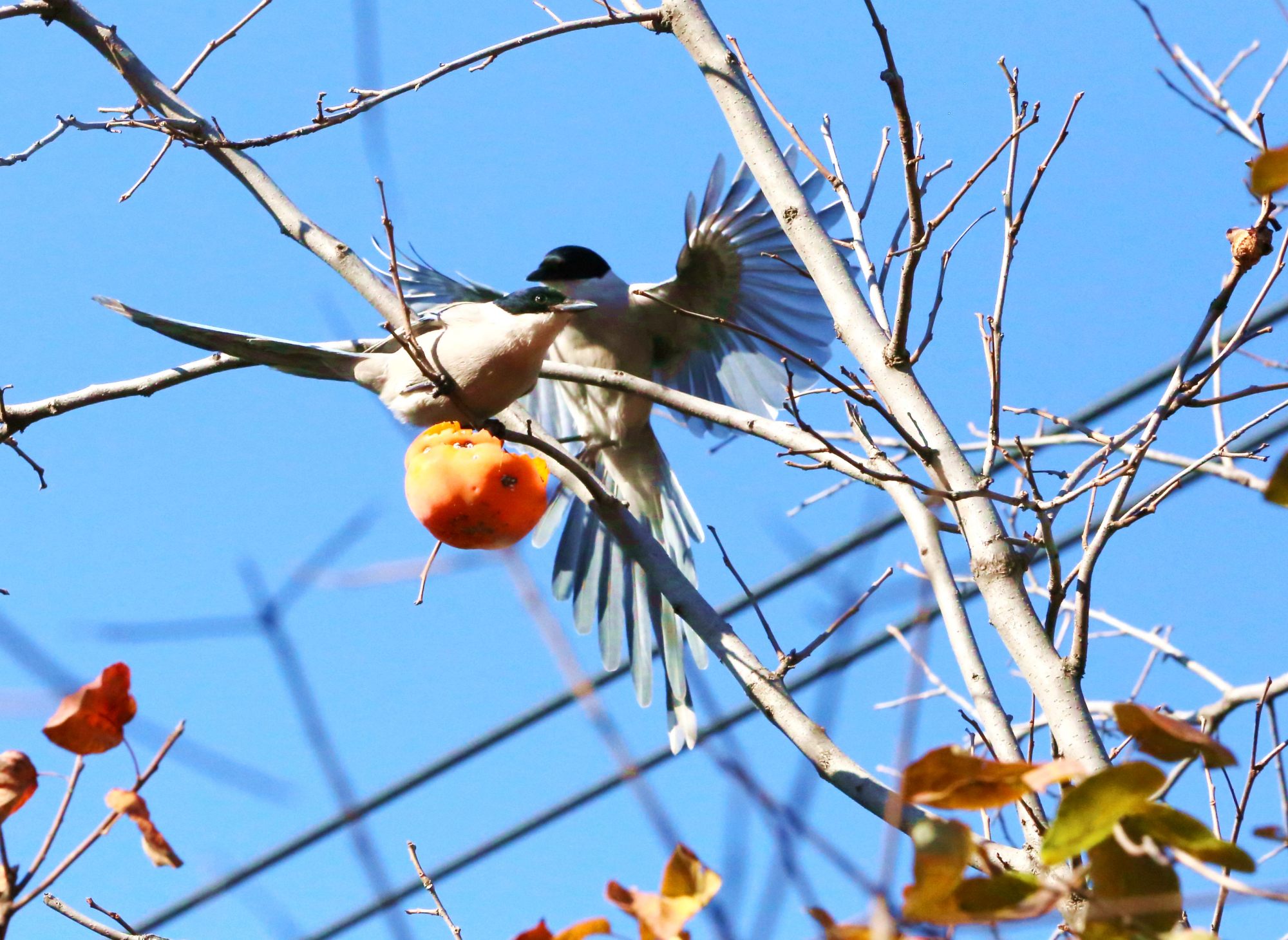 喜迎丰台区第十三次党代会 | 丰台优良天数较2015年增加了100天