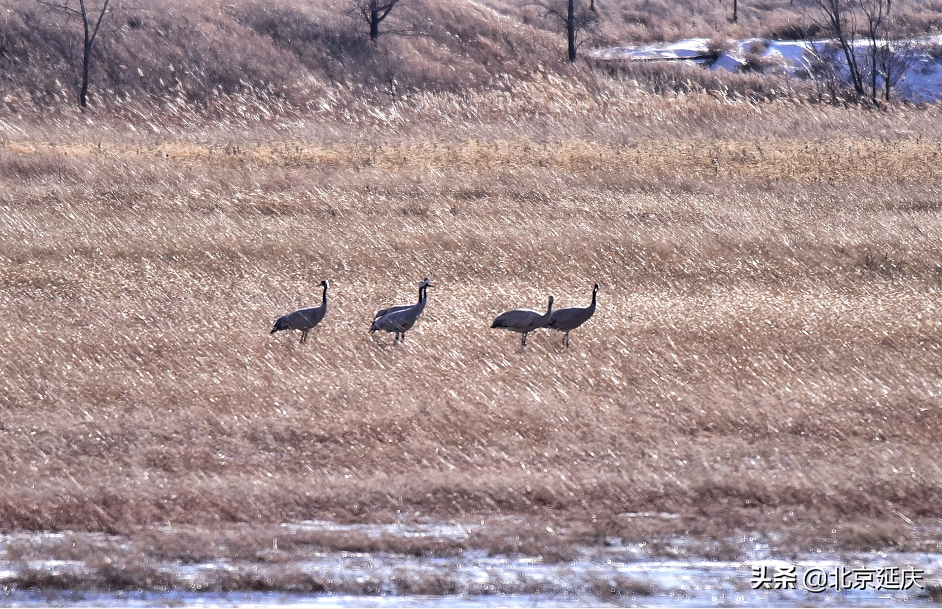 静谧清幽，生机勃勃~最美冬奥城延庆尽显冬日生态之美~