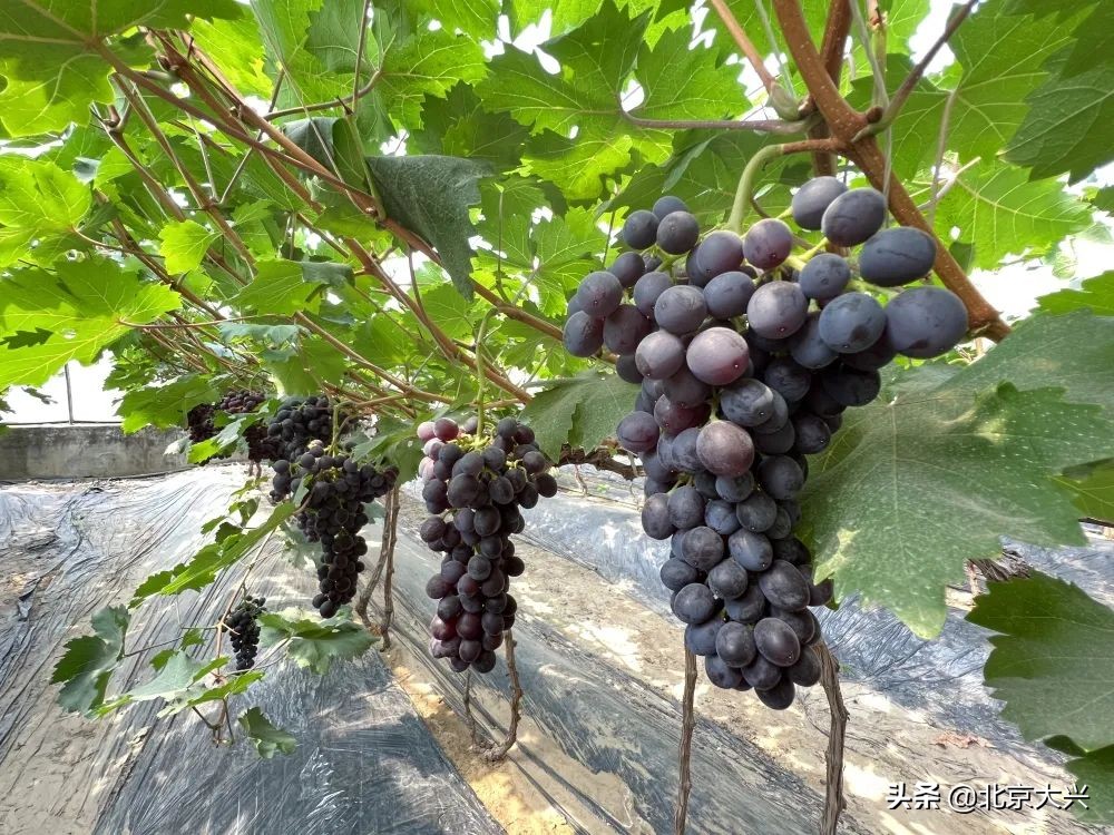 瓜果飘香正当时，大兴富硒水果“抢鲜”上市，快来品尝吧！