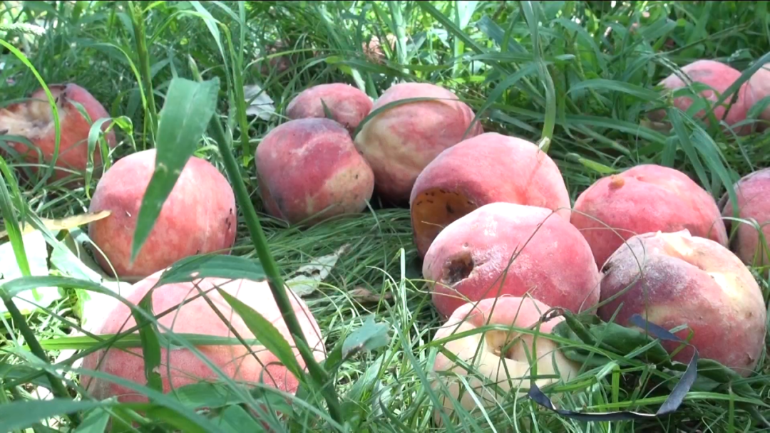 乡村振兴靠什么？他的法宝是……