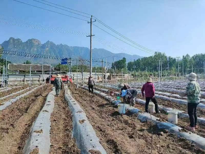 密云区新城子镇土地复耕变良田 助力乡村新发展