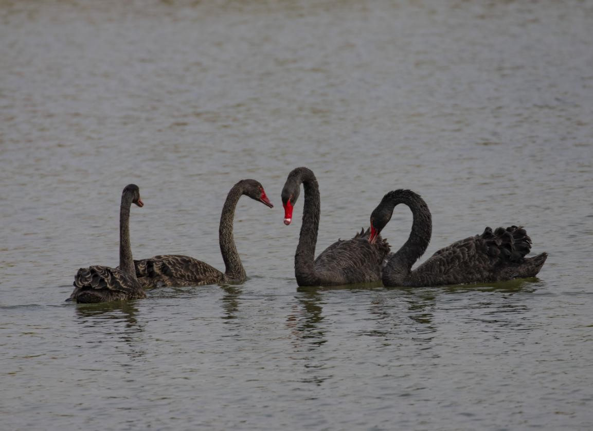 密云区太师屯镇清水河首次引来黑天鹅