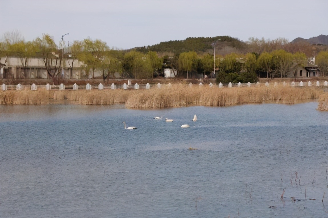 太师屯镇清水河秒变“天鹅湖”，引来众多白天鹅栖息