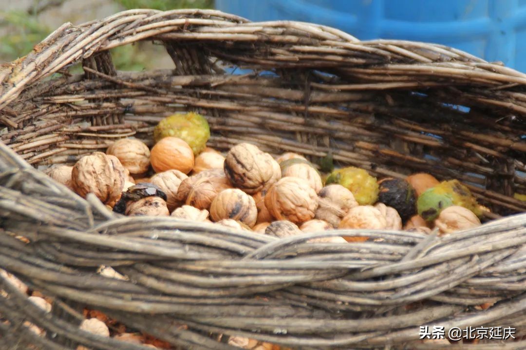 延庆金秋遍地香 庄科核桃丰收忙