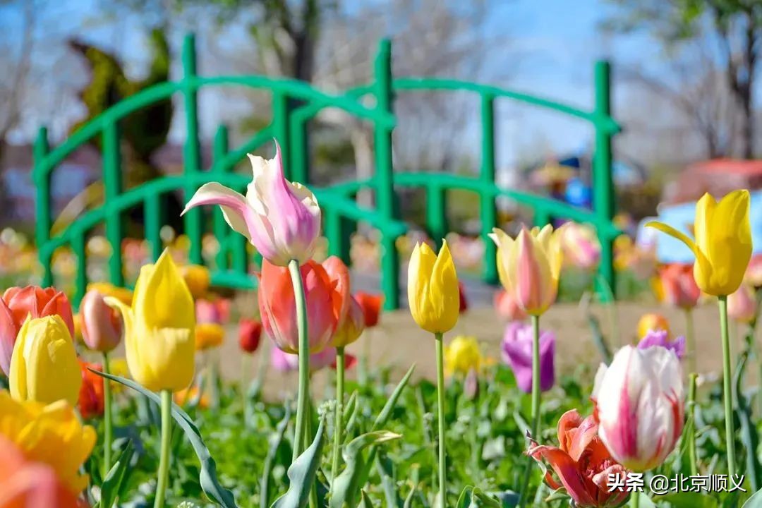 2022年北京郁金香文化节开幕，顺义融媒带您抢先看！