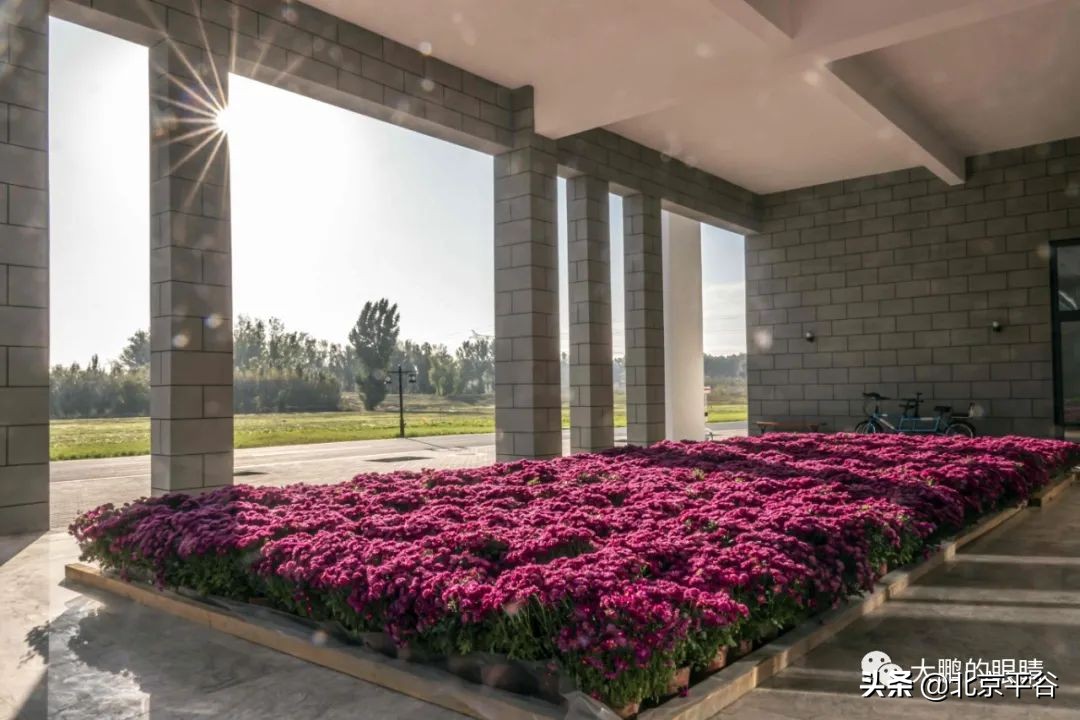 打造农村综合体！这个秋天，遇见平谷“大美周庄”