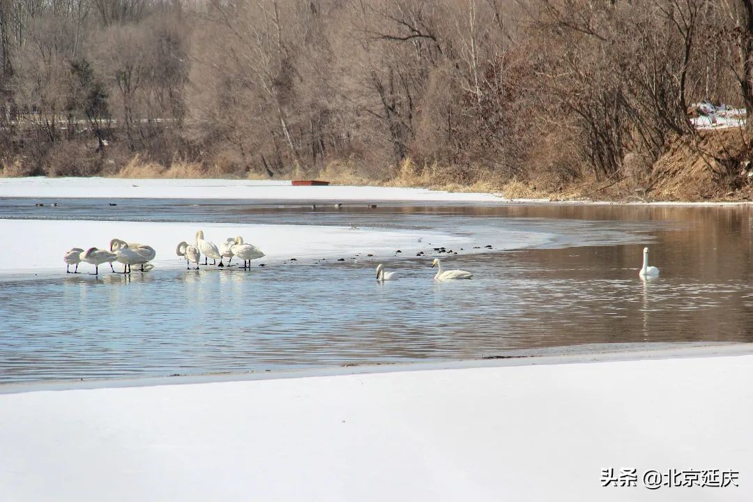 快来围观！延庆金牛湖数只天鹅悠闲嬉戏