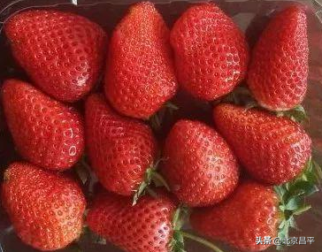 说说咱昌平的草莓，这些你都知道吗？