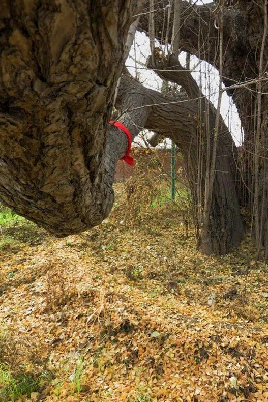 密云区巨各庄镇：千年银杏王 情牵古与今