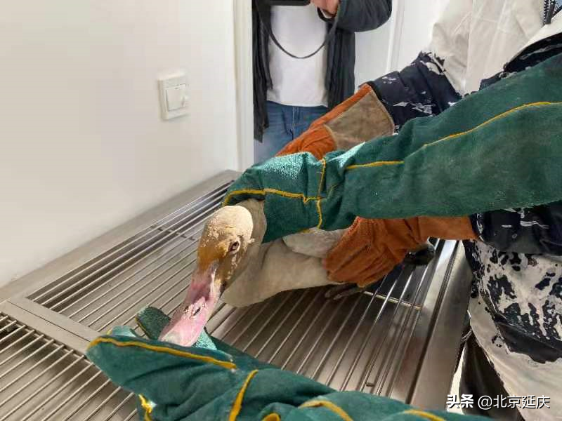 维护和谐共生家园，延庆多方携手救助落单天鹅