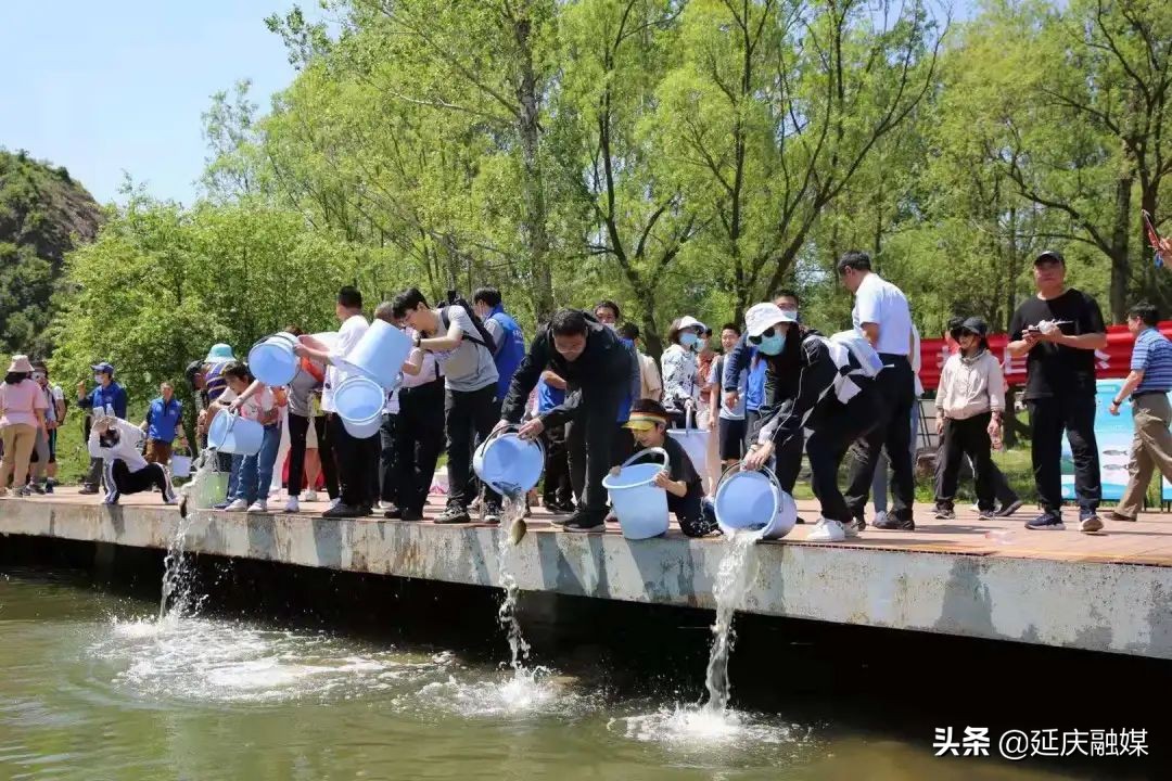 保护生态环境在行动！延庆忘忧湖人工放流4万尾鱼苗