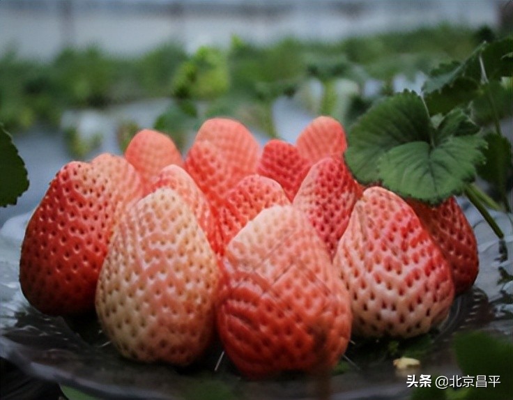 有颜有实力！这颗“白富美”稳坐C位