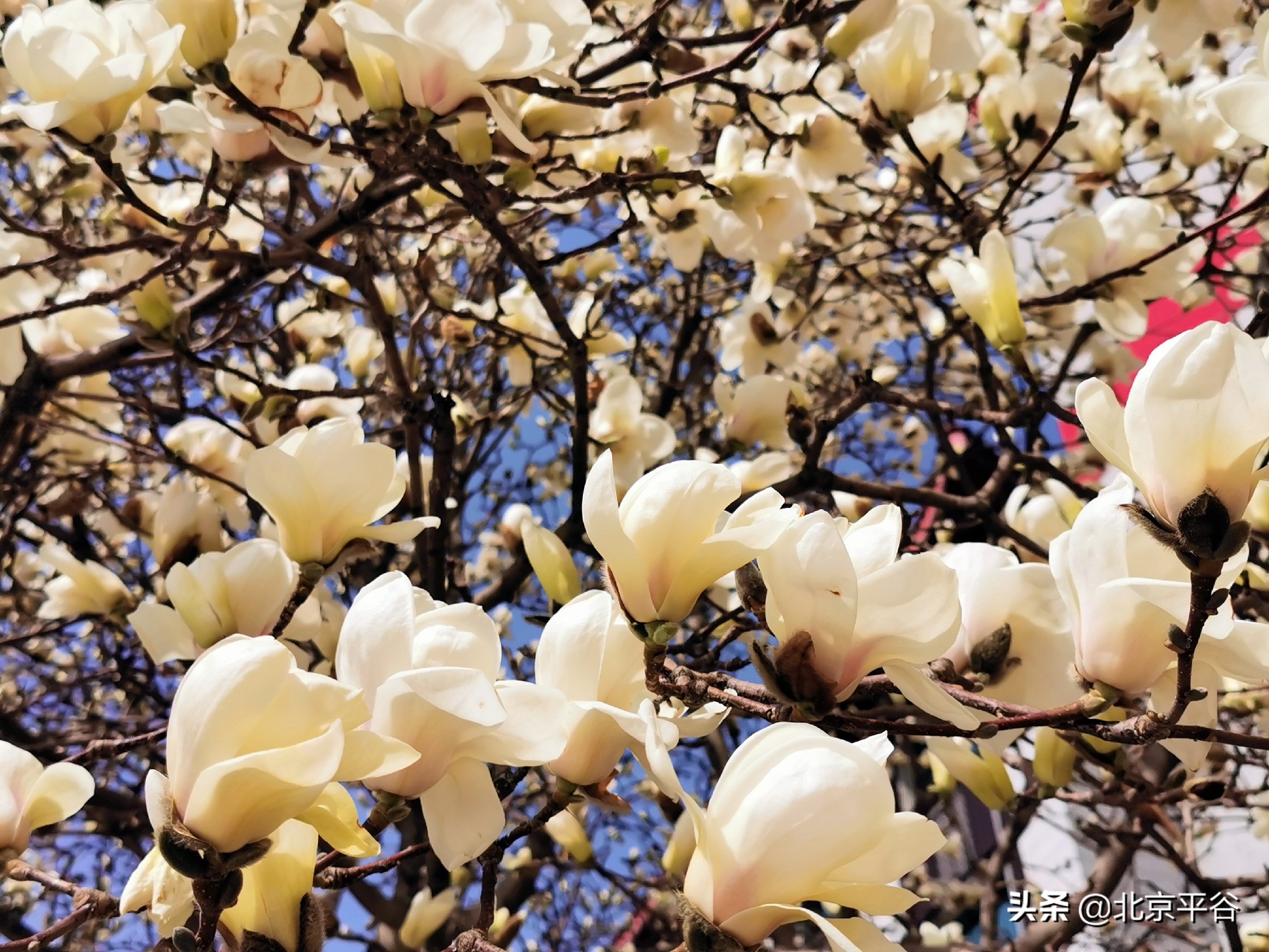 口罩遮住你的脸，却遮不住寻找平谷春天的眼