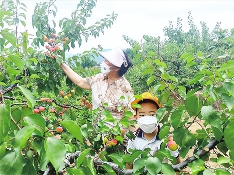 海淀玉巴达杏邀您品味“杏”福时光