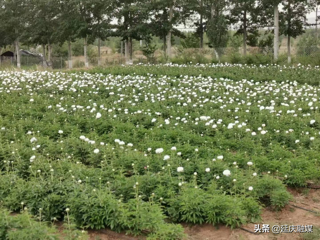 美丽乡村延庆香营乡 芍药花开出致富“新希望”