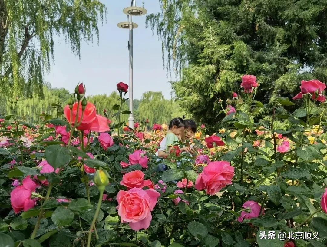 【创城有我】创城画卷，城优景美~