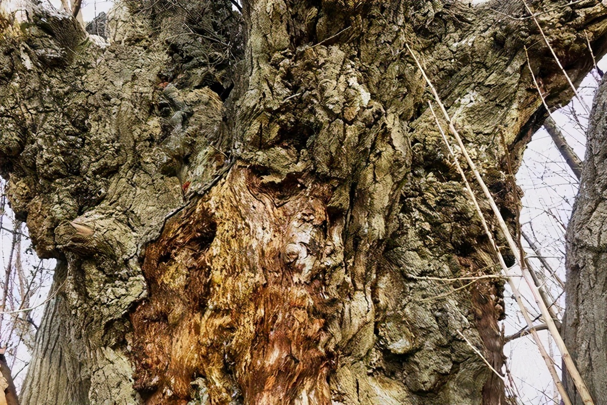 密云区巨各庄镇：千年银杏王 情牵古与今