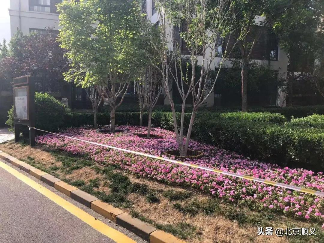 【创城有我】创文明城区，建美好家园，空港街道中粮祥云社区全力助创城~