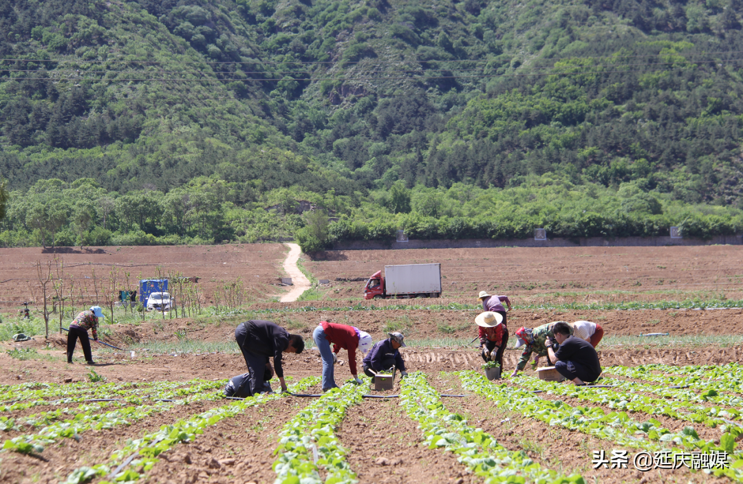 我为群众办实事丨延庆永宁镇发掘蔬菜种植新模式 村民家门口增收笑开颜