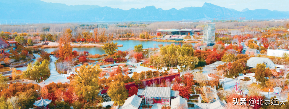 秋叶随风摇 世园秋韵美如画