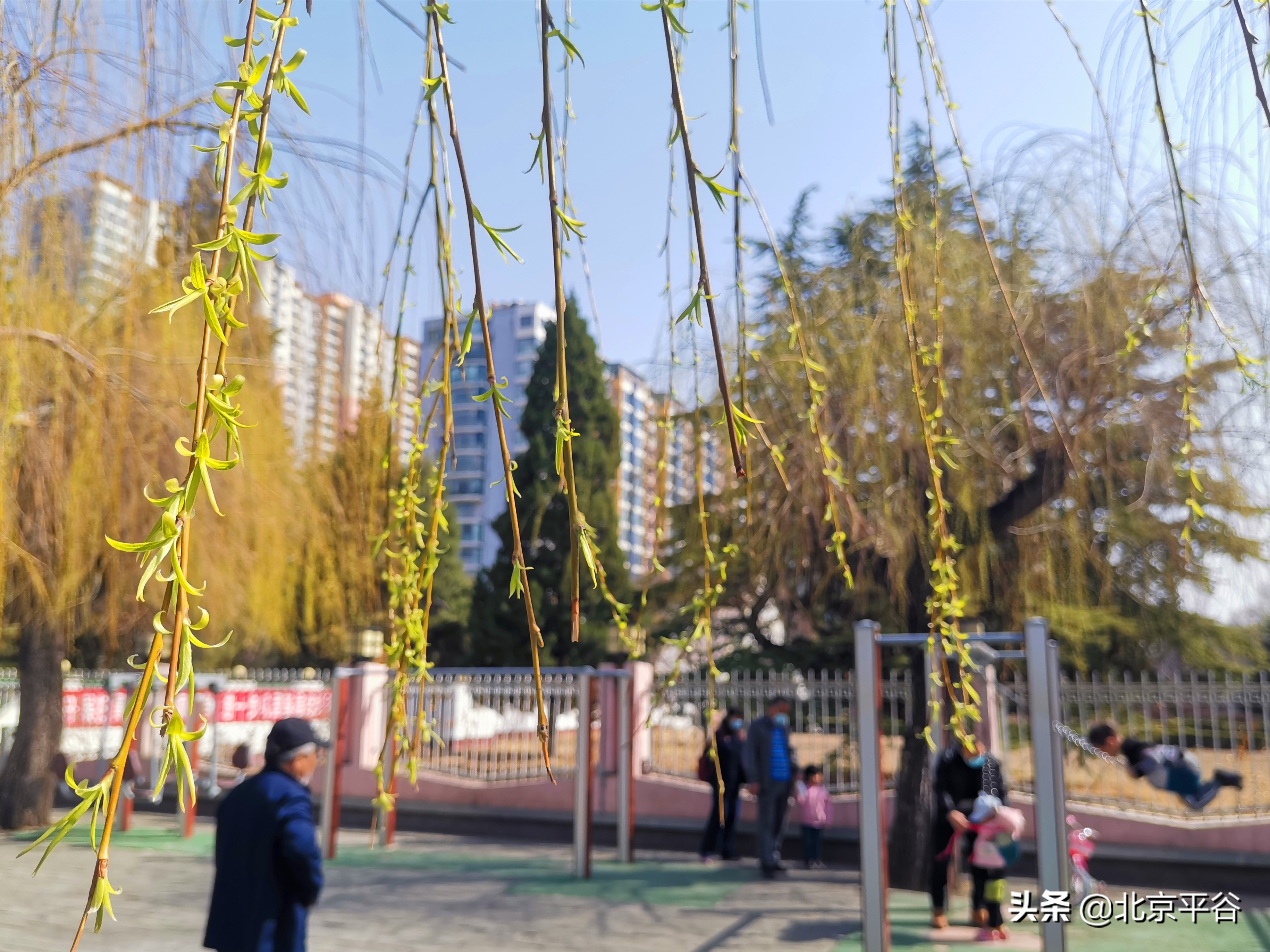 口罩遮住你的脸，却遮不住寻找平谷春天的眼