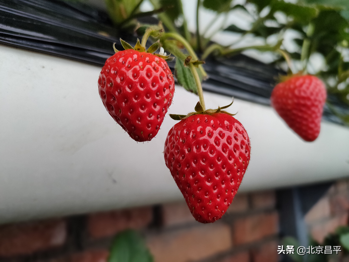 昌平头茬草莓熟了，可以采摘啦