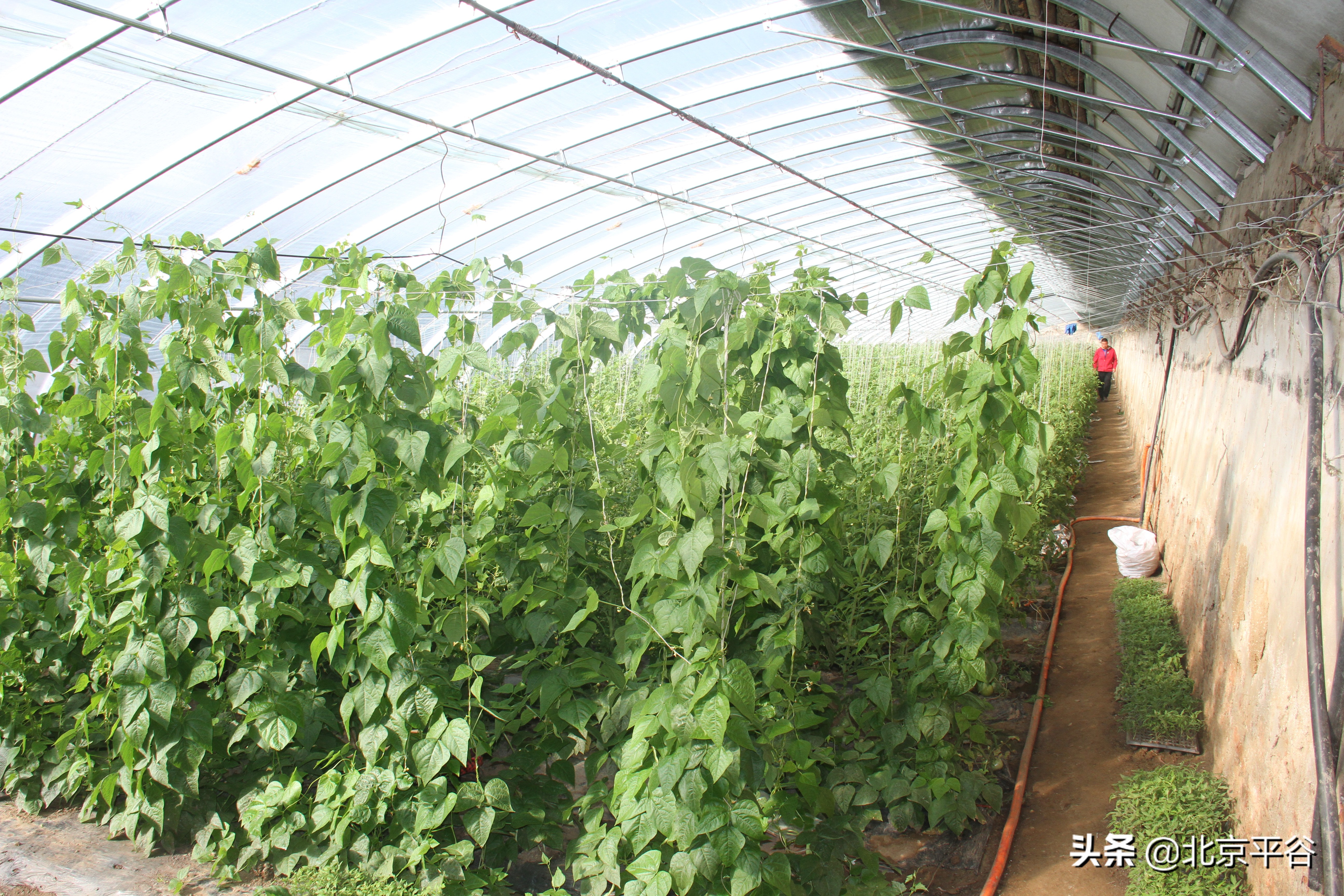 平谷东高村镇：发展现代农业 培育高品质“西红柿”惠民增收