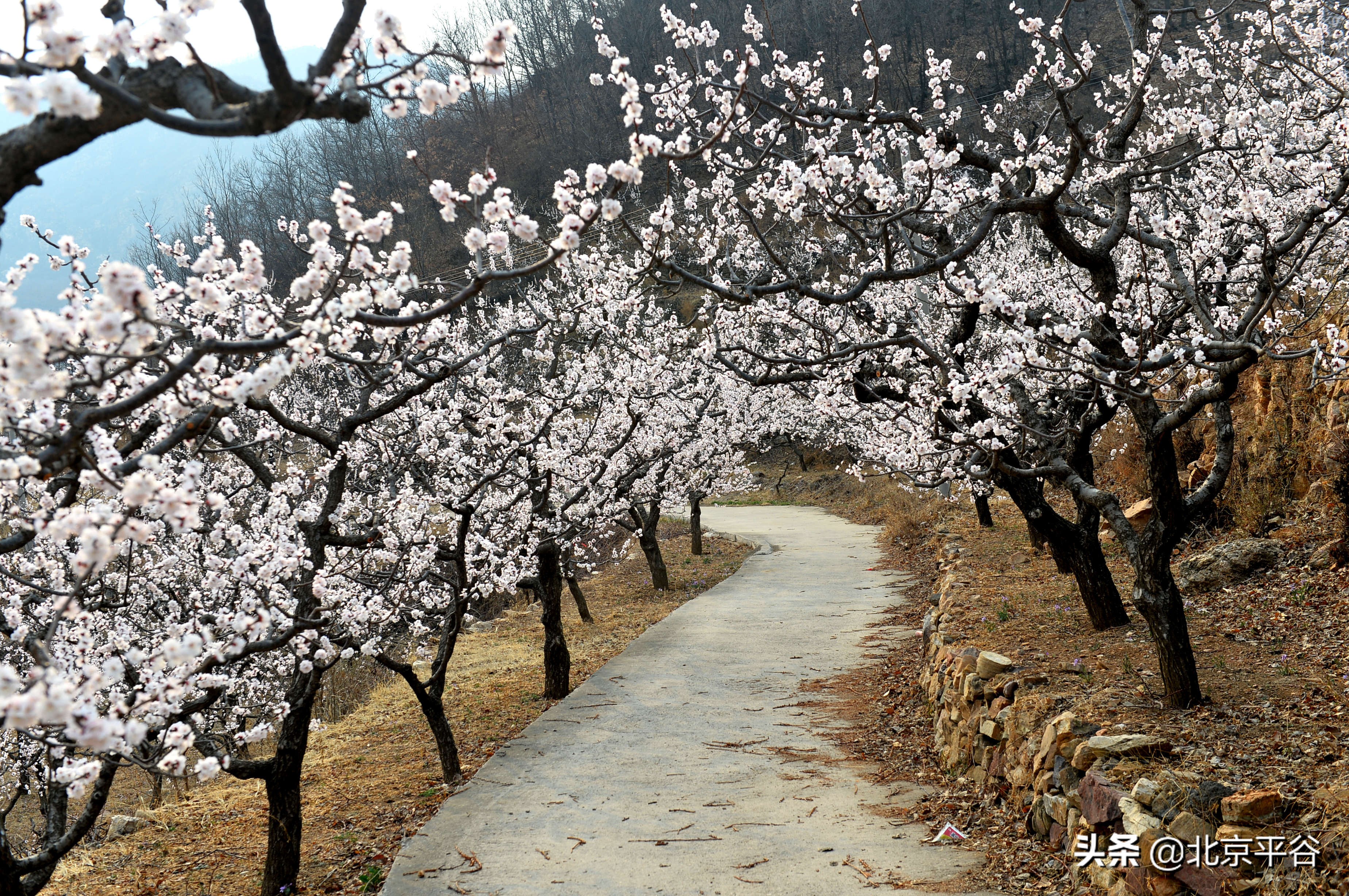 北京平谷 万亩杏花次第开放
