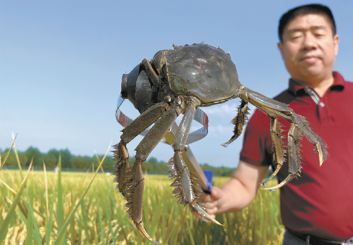 中国农民丰收节：60余场活动欢庆丰收喜迎小康