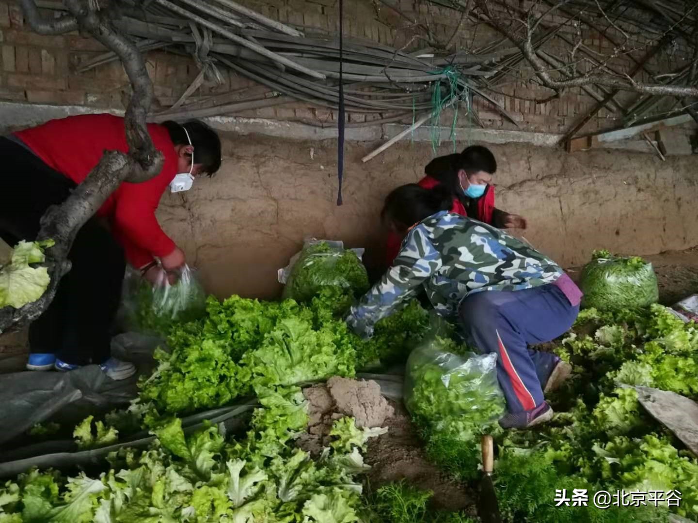 平谷搭建农产品直销渠道 保障市场价格稳定