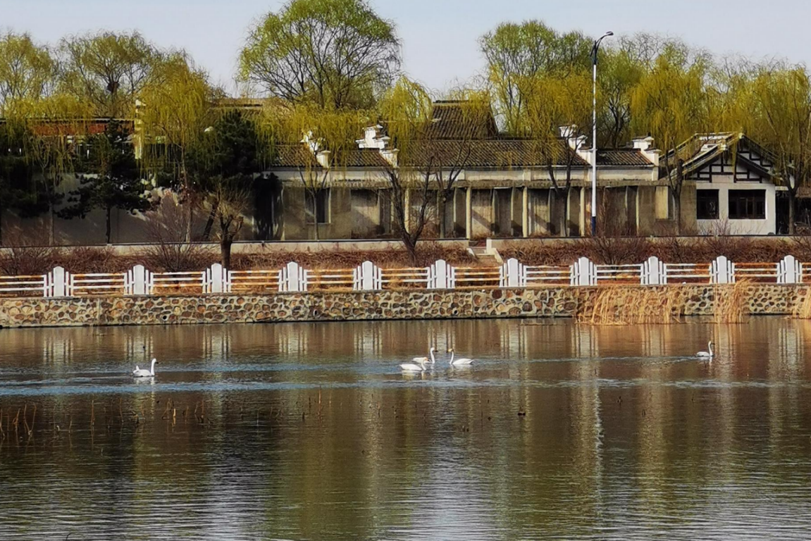 太师屯镇清水河秒变“天鹅湖”，引来众多白天鹅栖息