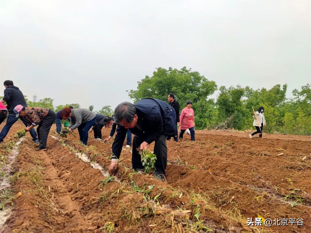 平谷区金海湖镇党建引领聚合力 复耕复种添动力