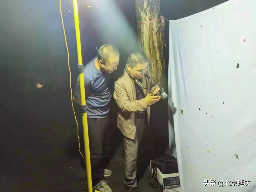 保证延庆赛区周边生态环境不受影响 延庆林业有害生物志愿服务队为冬奥保驾护航