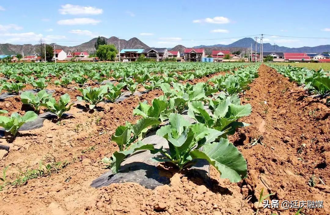 我为群众办实事丨延庆永宁镇发掘蔬菜种植新模式 村民家门口增收笑开颜