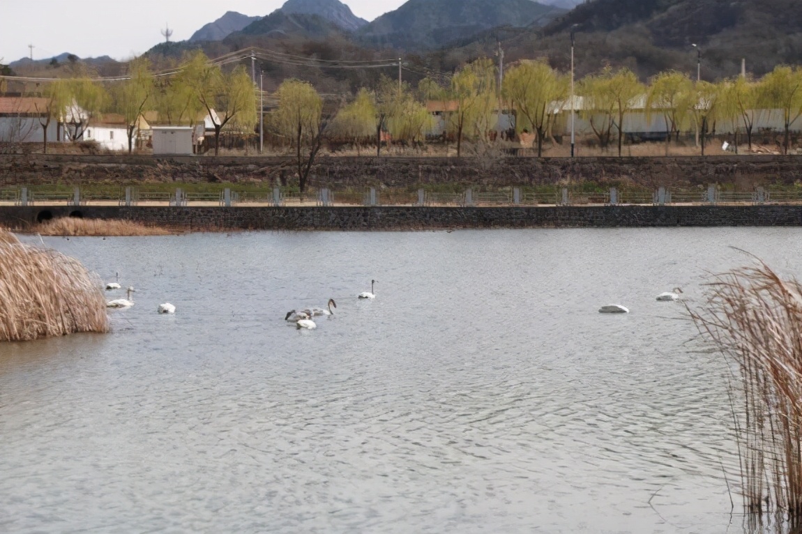 太师屯镇清水河秒变“天鹅湖”，引来众多白天鹅栖息