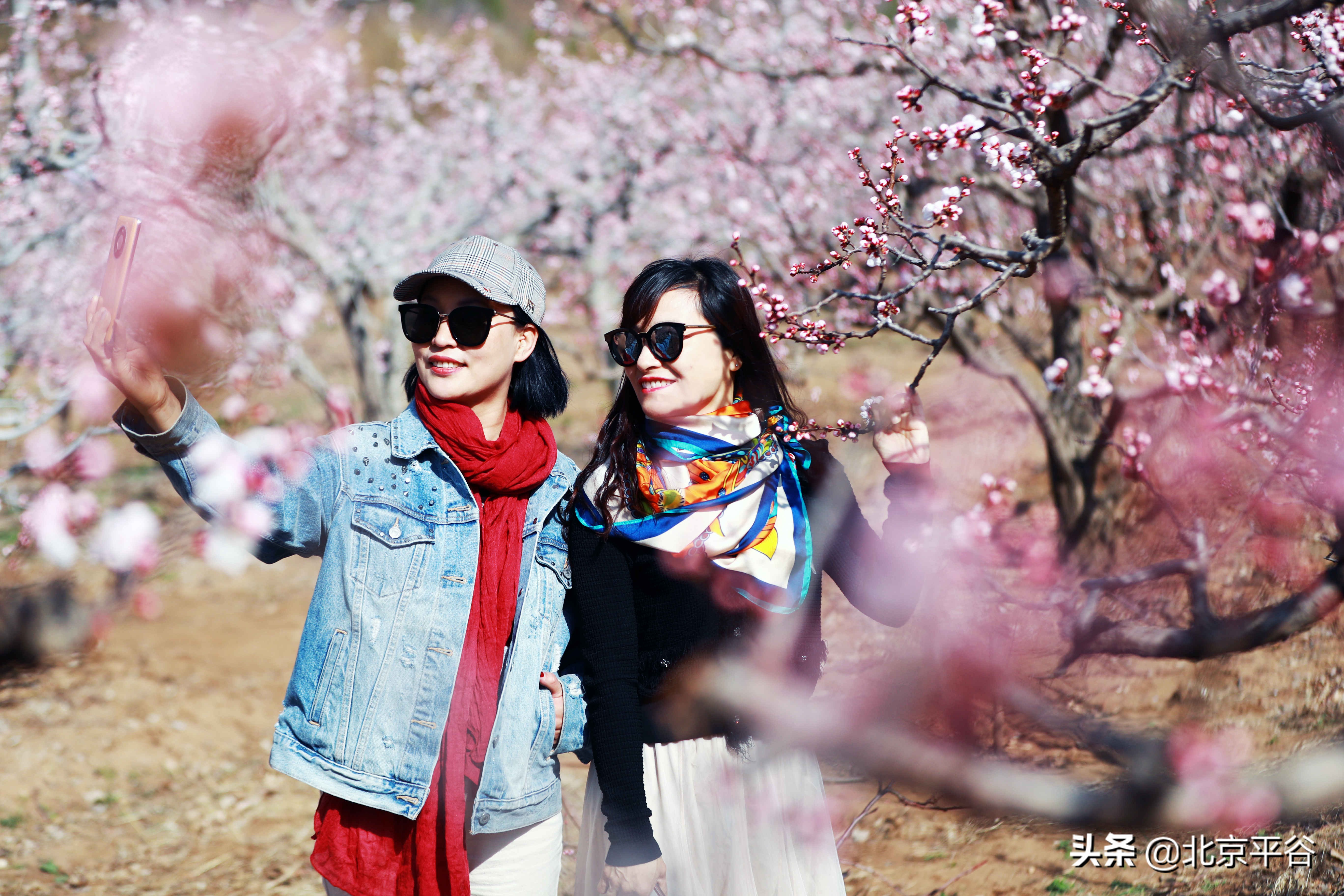 北京平谷 万亩杏花次第开放