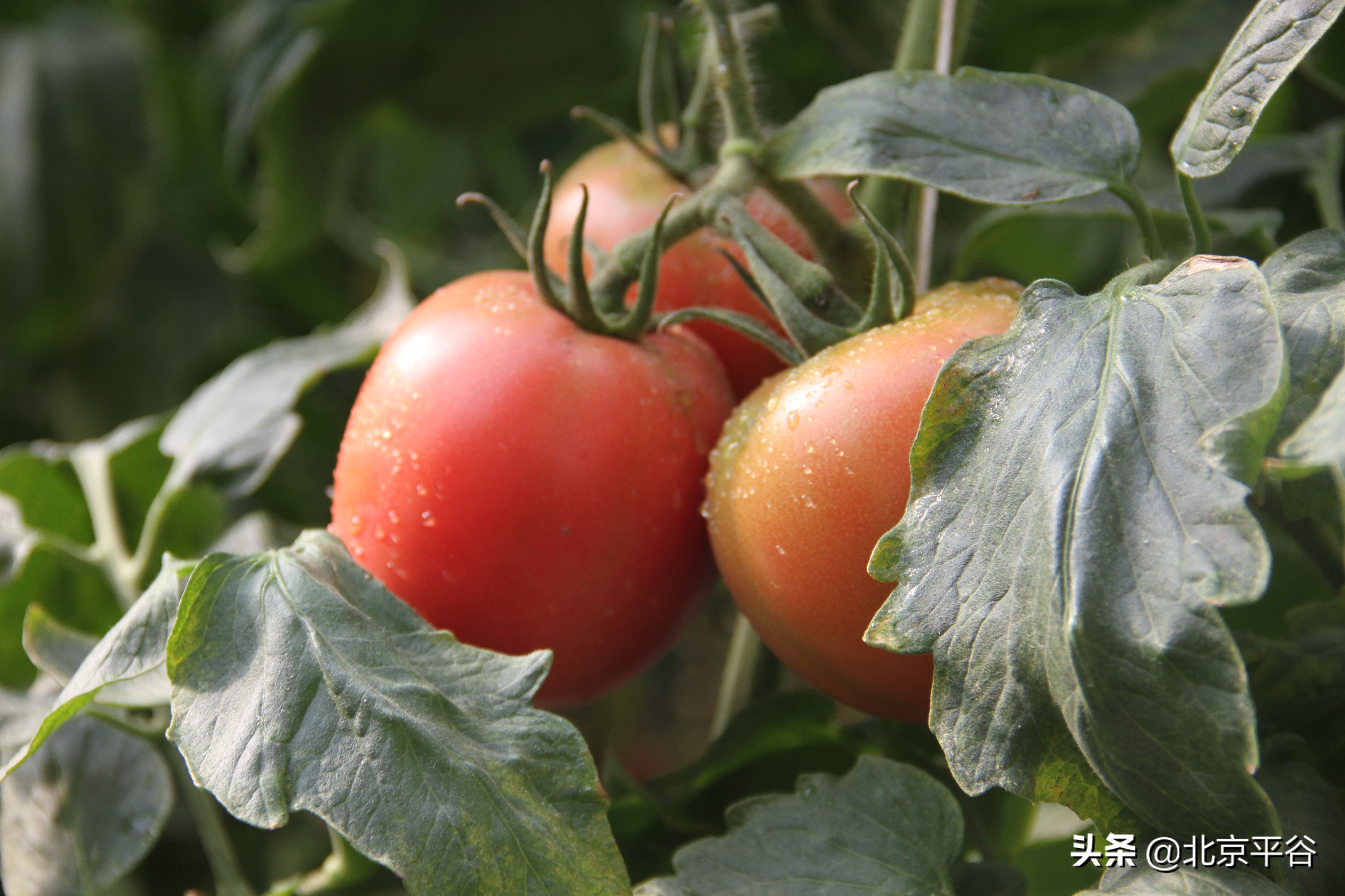 平谷东高村镇：发展现代农业 培育高品质“西红柿”惠民增收