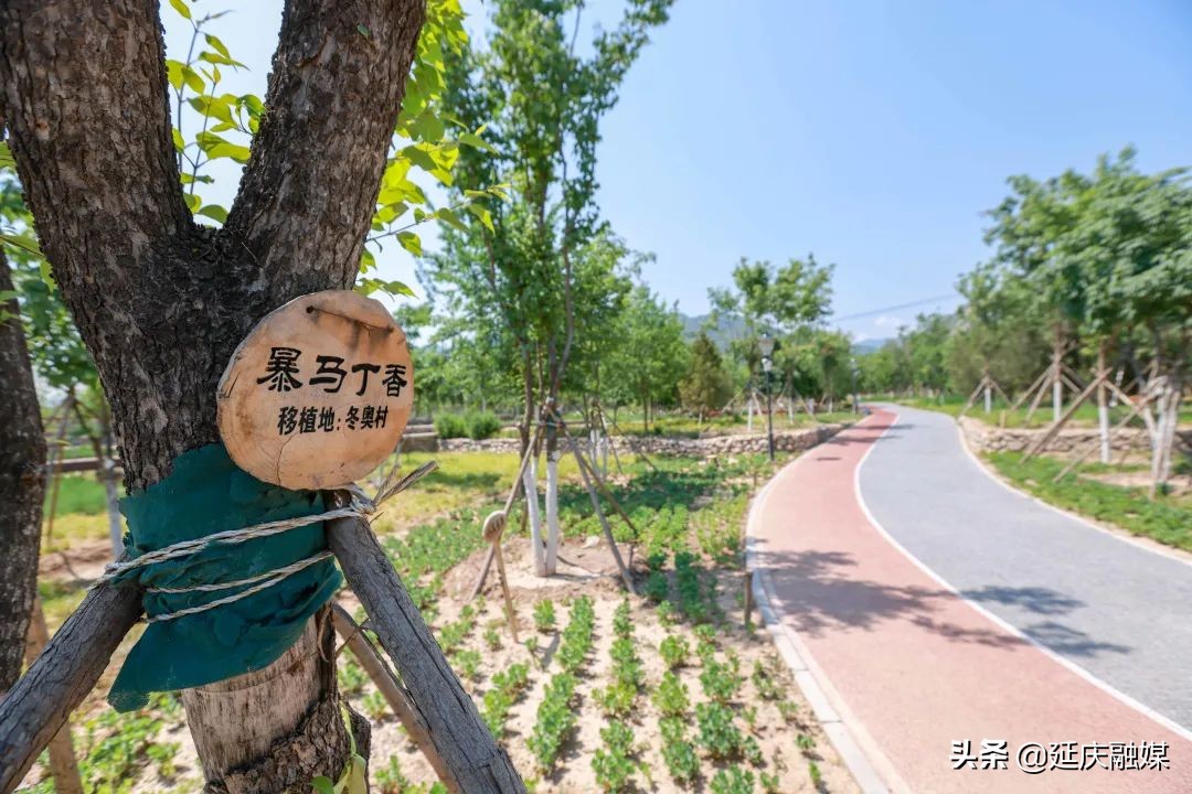 全力呈现壮美、安全、高品质绿色的冬奥赛区延庆在行动！