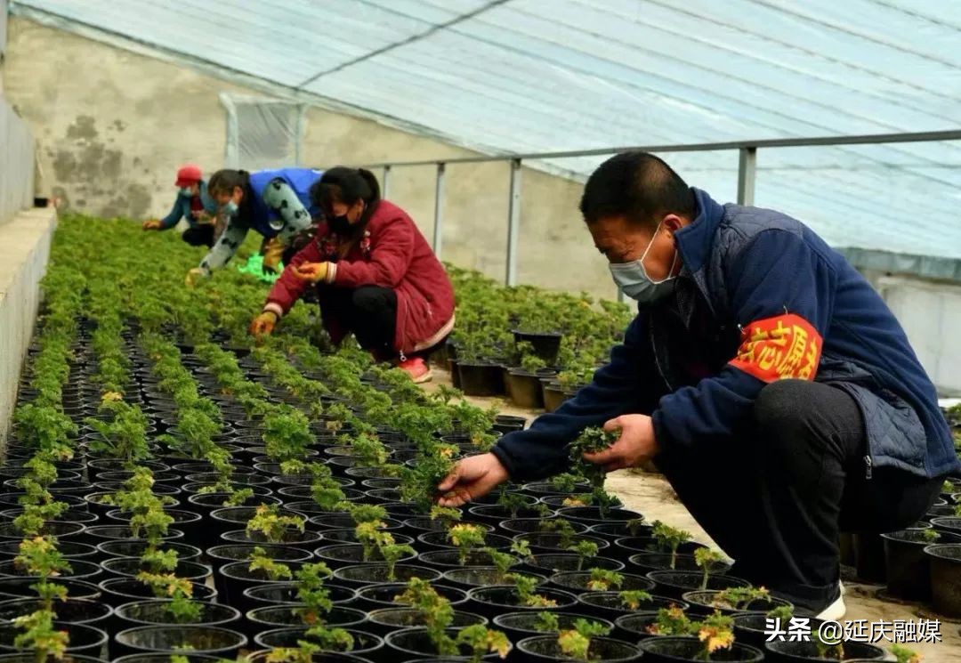 世园会两周年丨延庆区紧抓绿色发展机遇 助推园艺产业发展新动能