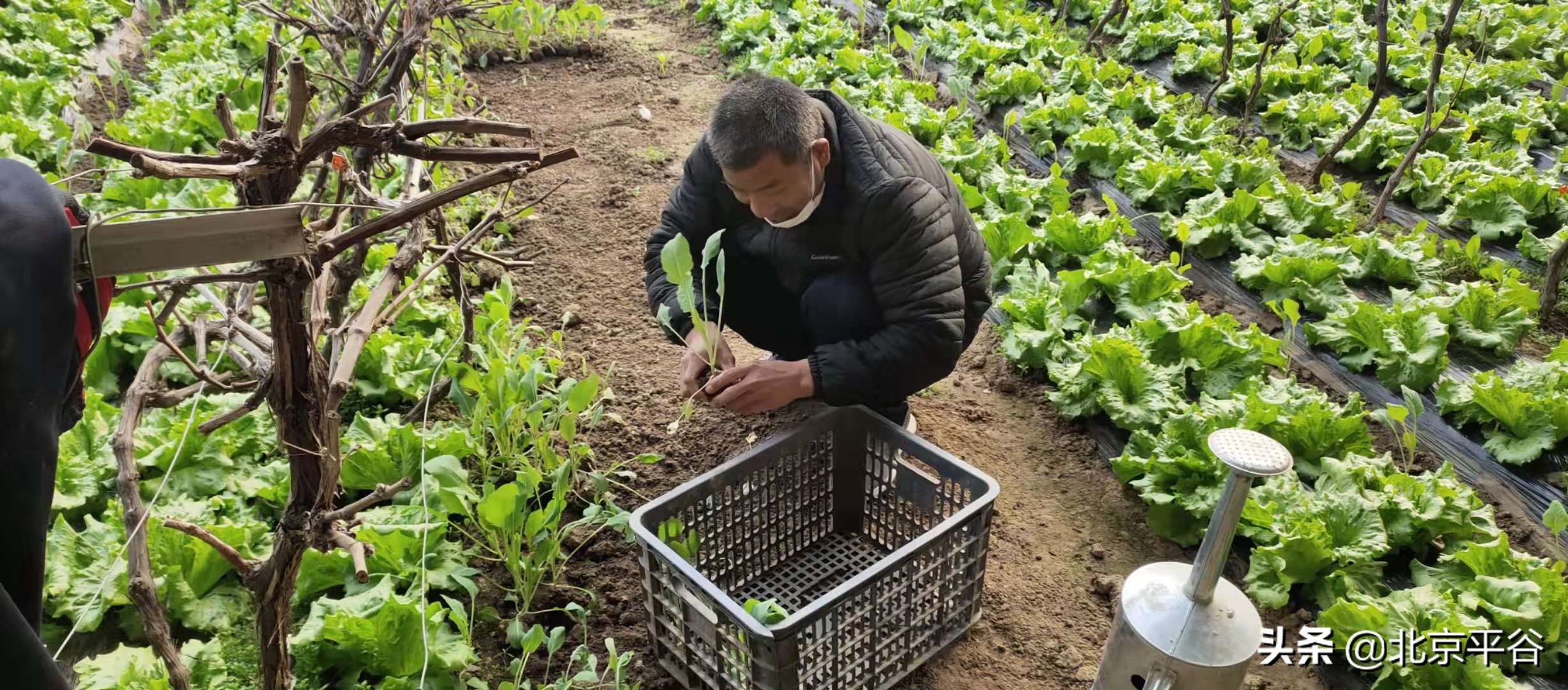 “你安心隔离 温室大棚村里帮你种”平谷东高村镇防控有力暖心