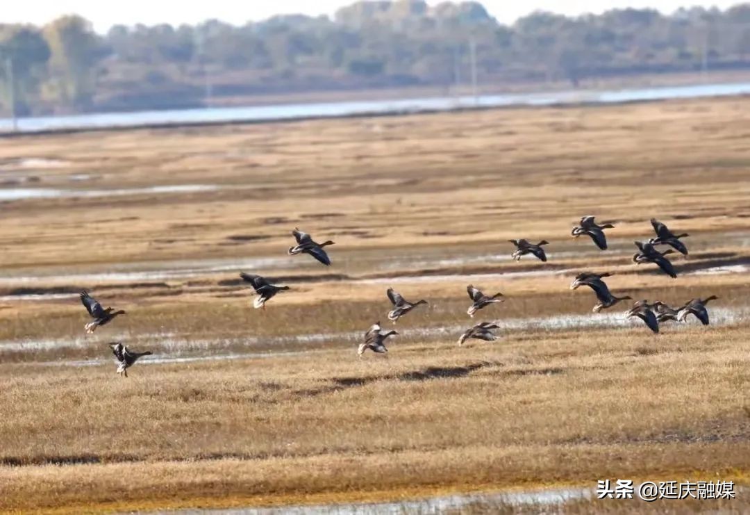 延庆侦破4起非法狩猎野生动物案件，严惩不贷！